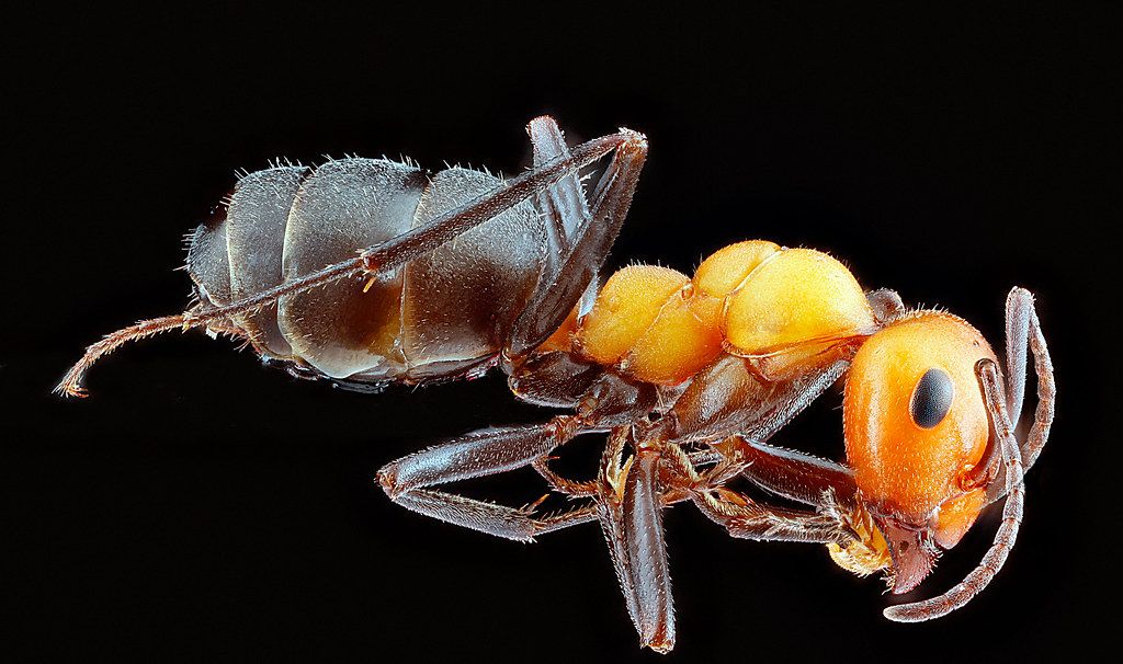 Ant Control service in La Crosse, WI
