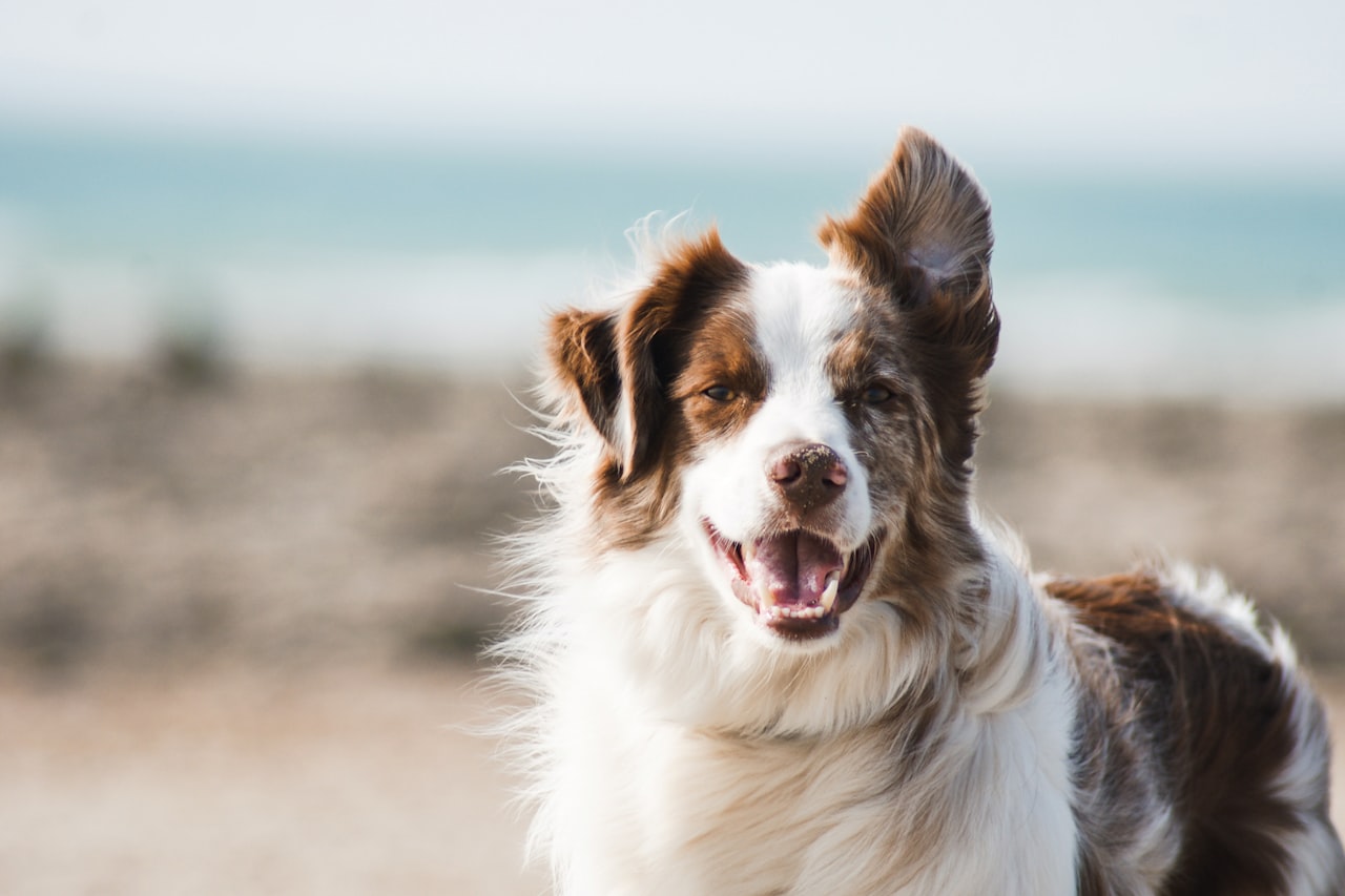 Flea & Tick Control service in La Crosse, WI