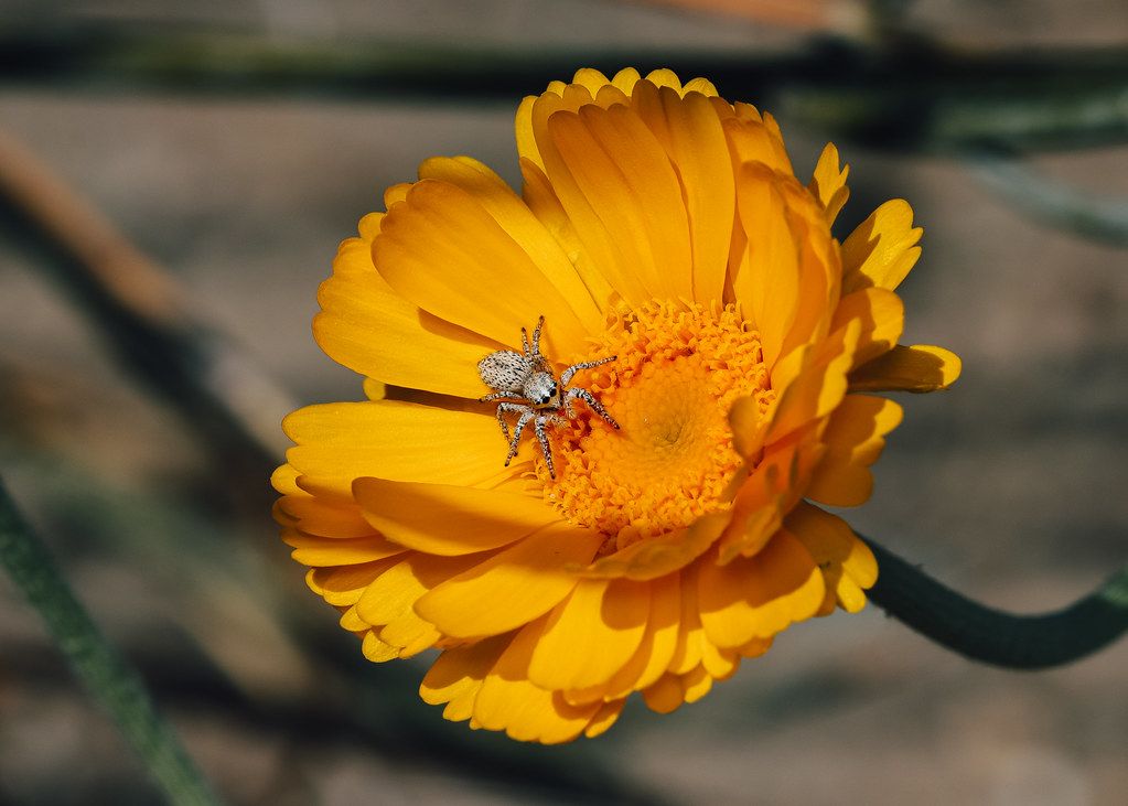 Spider Control service in La Crosse, WI